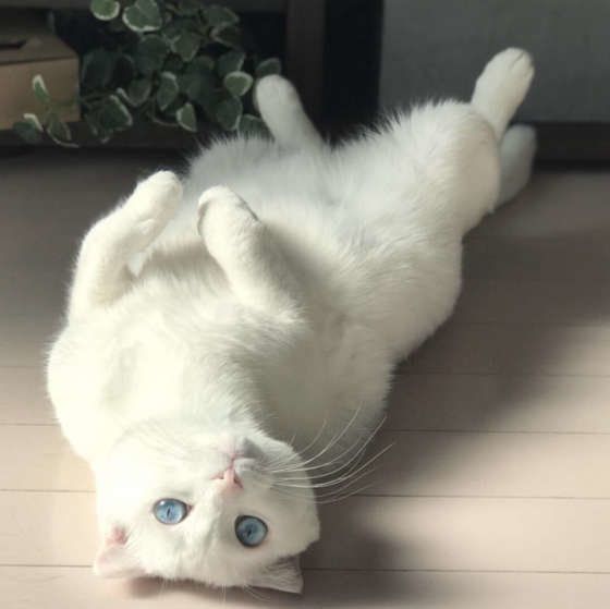 スコティッシュフォールドのましゅーくん