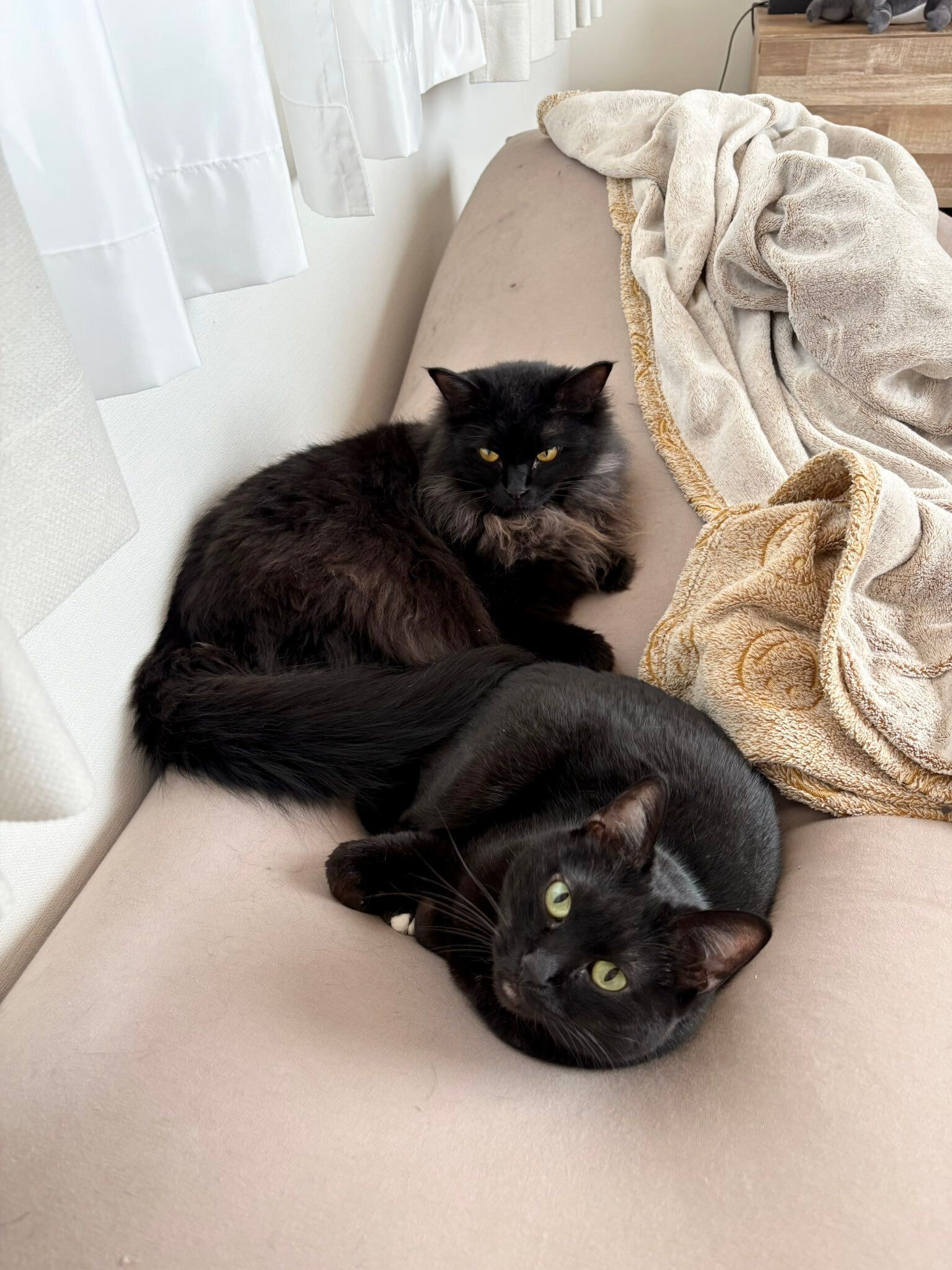 飼い主を見る2匹の猫