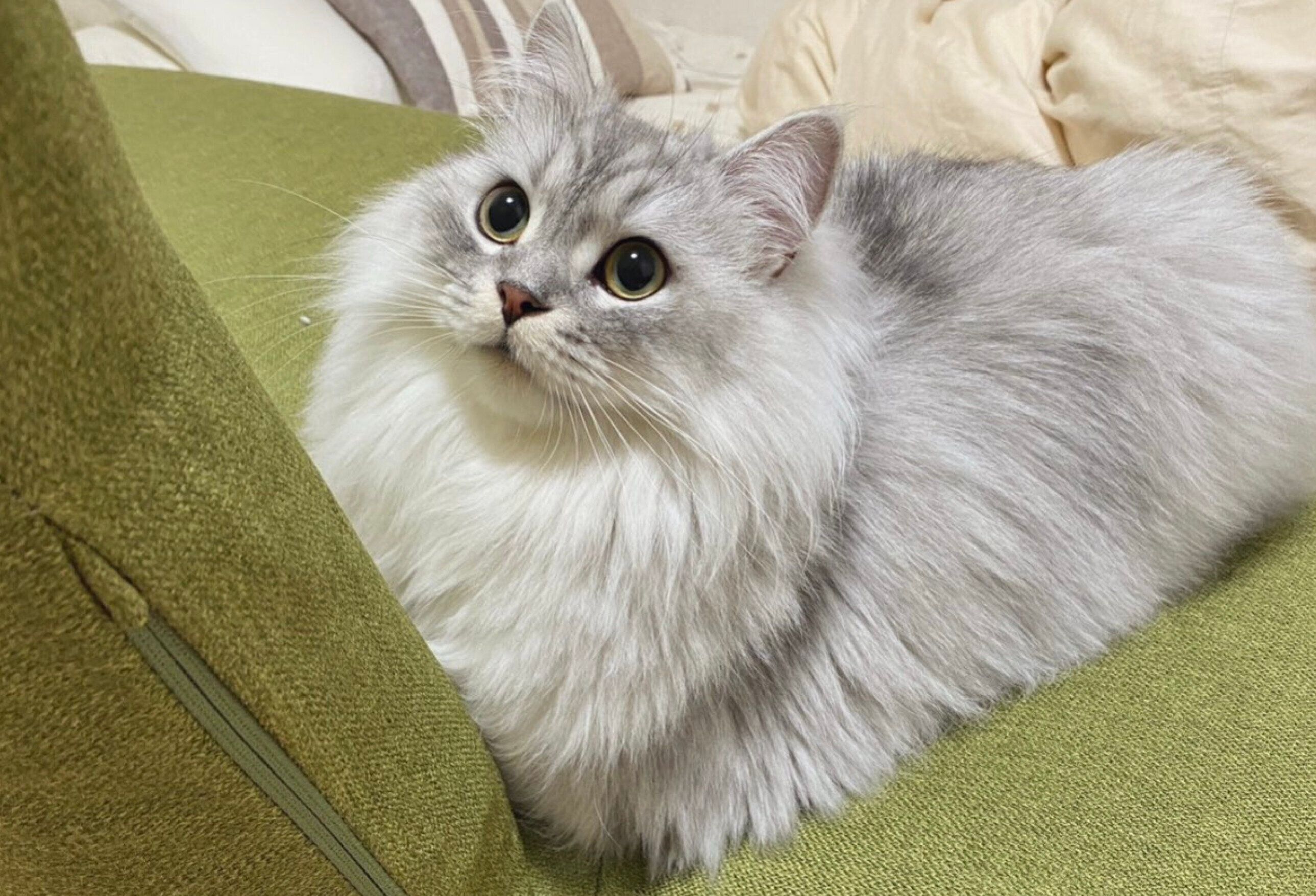 見つめるすぴくん