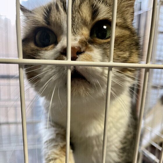 「ご飯は食べたいけど薬はイヤ」なくりくん