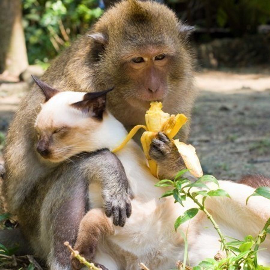 相思相愛の猫と猿 仲良しの秘密は ねこのきもちweb Magazine 相思相愛の猫と猿 仲良しの秘密は ねこのきもちweb Magazine