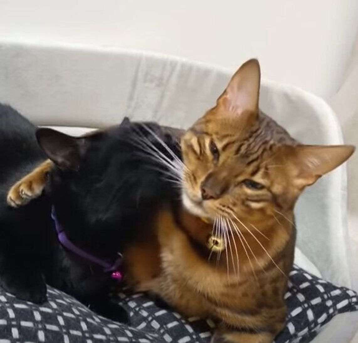 肩を抱き寄せてる 男前感 を出すベンガル猫と仲良しの黒猫 ねこのきもちweb Magazine 肩を抱き寄せてる 男前感 を出すベンガル猫と仲良しの黒猫 ねこのきもちweb Magazine