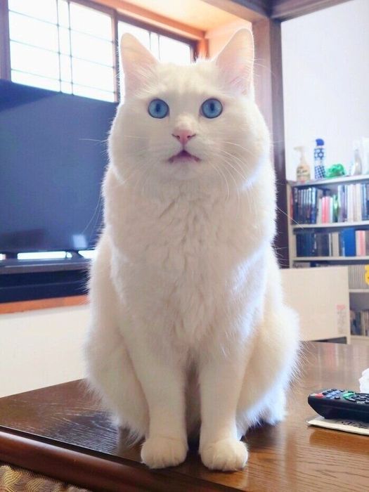 人気を集めた写真のアザーカット