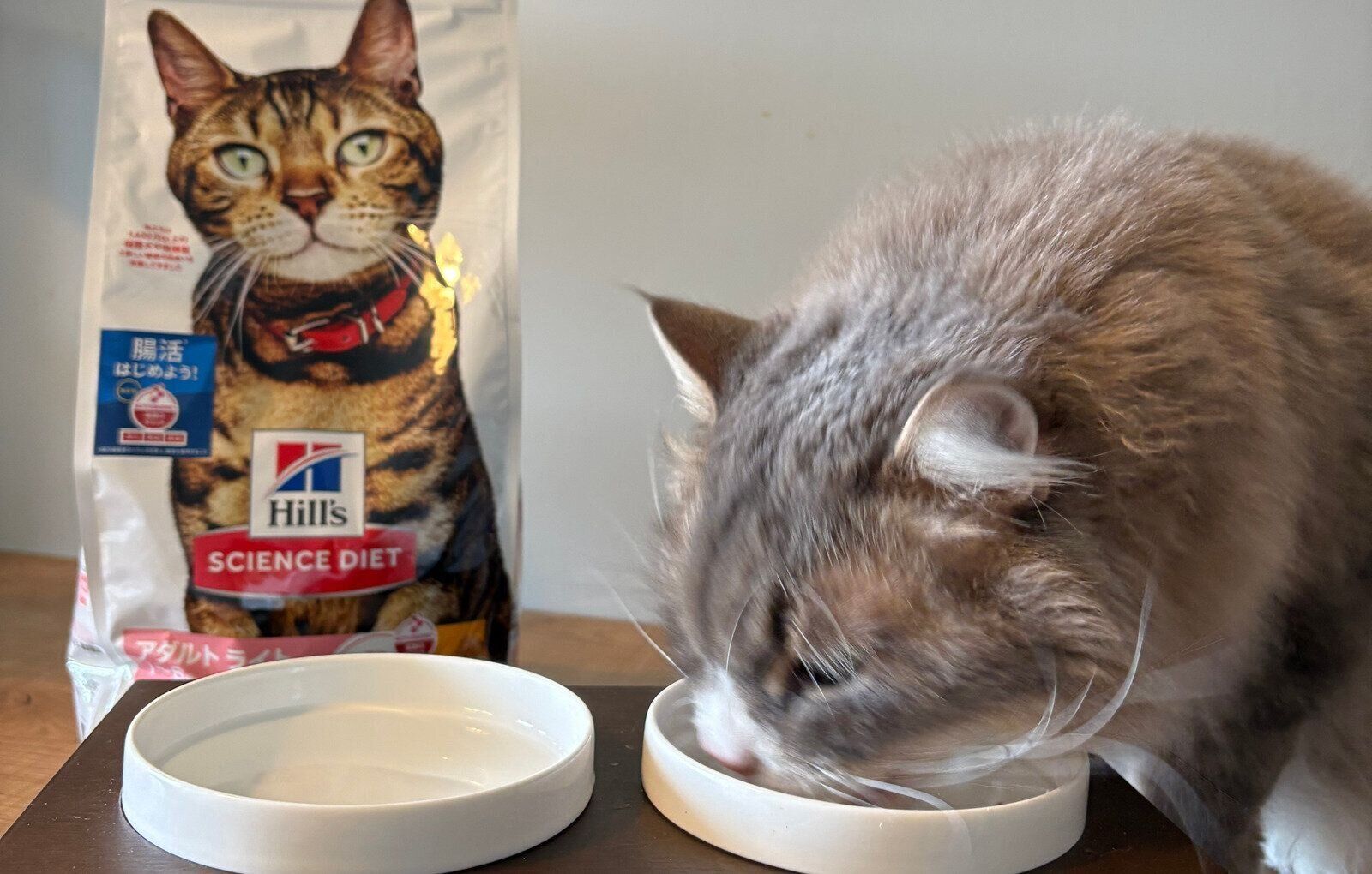 ペットフード　キャットフード　日本ヒルズ・コルゲート　ヒルズ サイエンス・ダイエット　ねこのきもち　腸活　