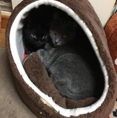 身を寄せ合うキキちゃんとララちゃん