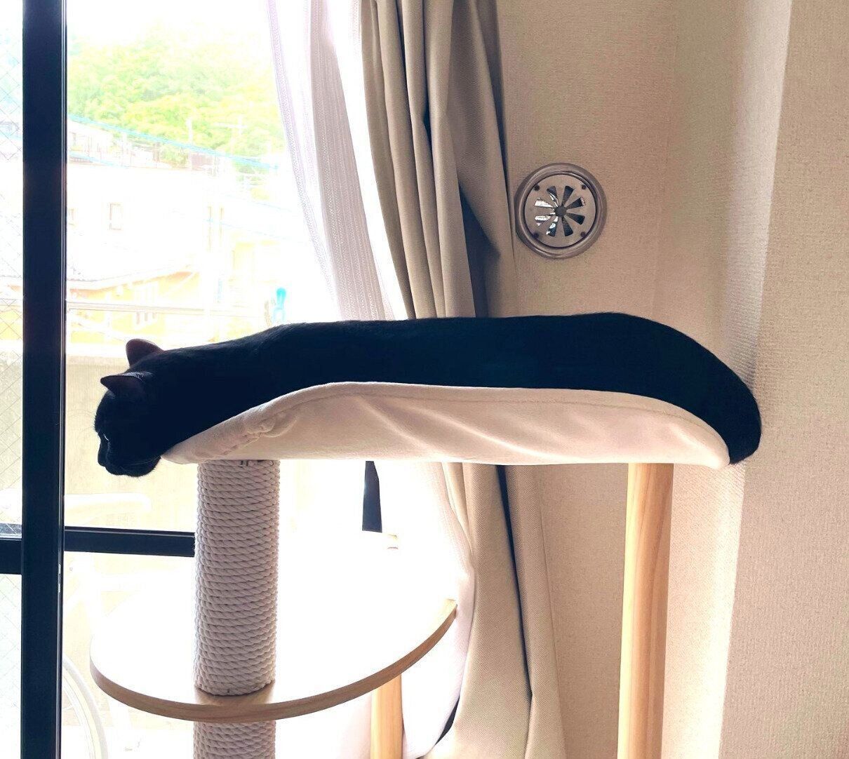 キャットタワーでくつろぐこぐまくん