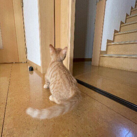 茶トラのつむぎくん