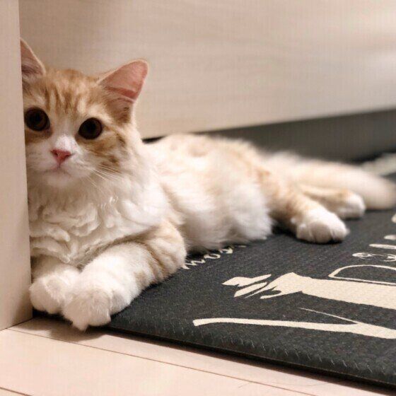 マンチカンのモカちゃん