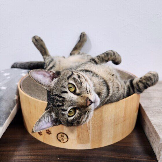 Mix（キジトラ）の海（かい）くん♪