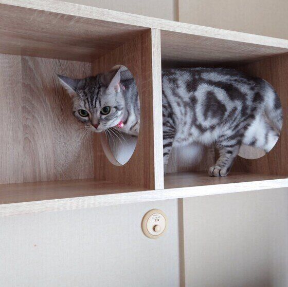 キャットウォークで遊ぶアメリカンショートヘア