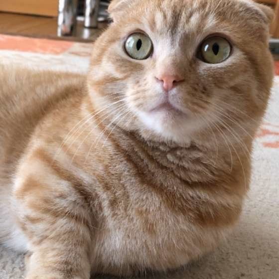 見つめるマンチカン