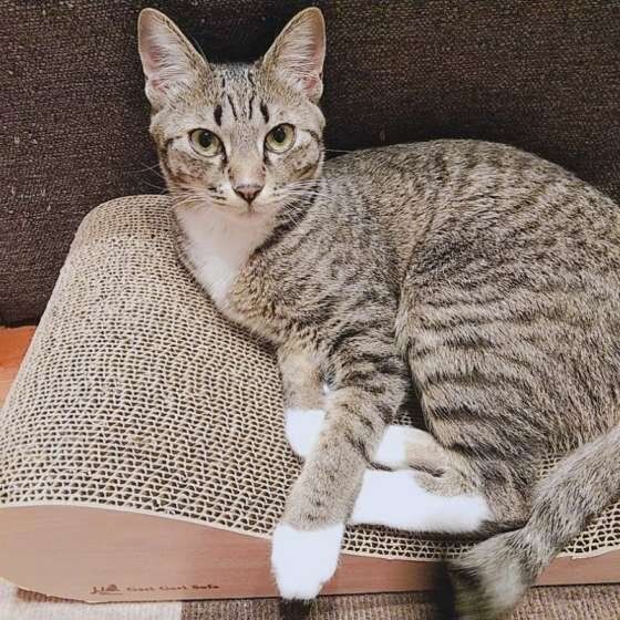 爪とぎソファとキジトラ