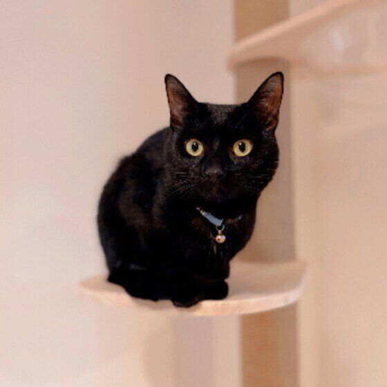 キャットタワーの上でちょこんと座る黒猫（ミックス）