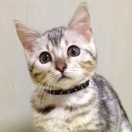 最初で最後の首輪