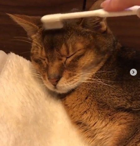 歯ブラシで撫でられる猫