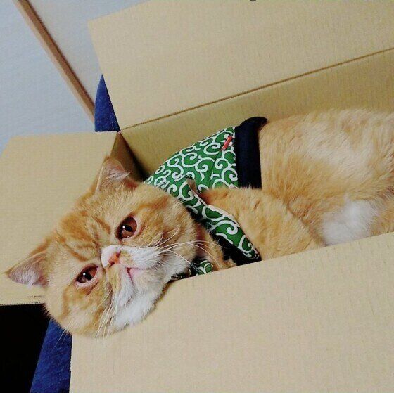 箱に入るエキゾチックショートヘア