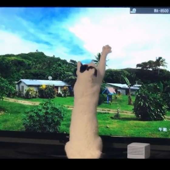 テレビにじゃれるはなちゃん