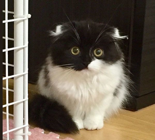 すこんぶちゃん