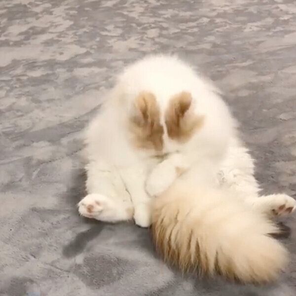 毛づくろいをするアポロくん