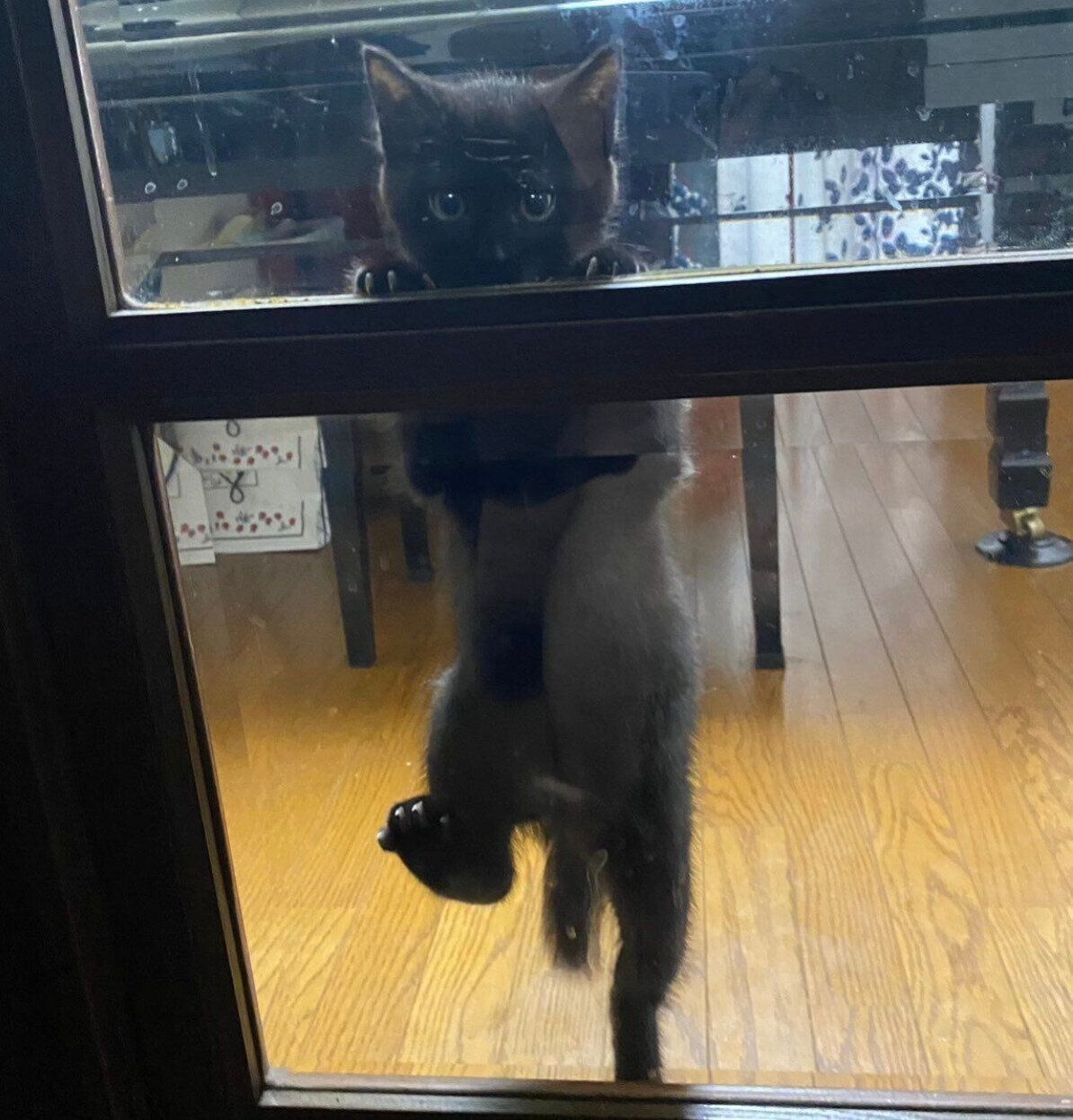 飼い主さんが「行ってくるね」と言ったときのぷにゃちゃん