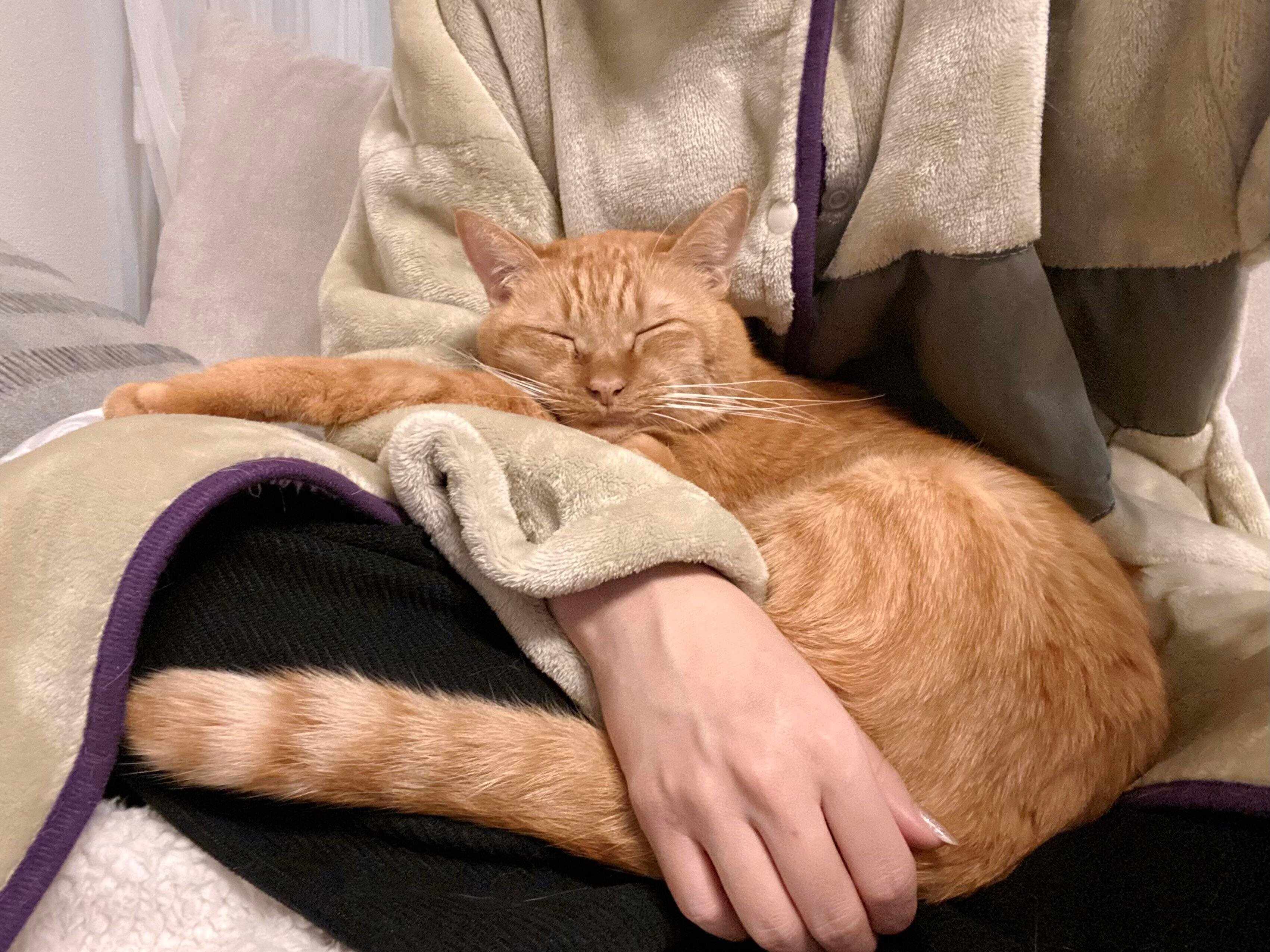 飼い主さんの膝の上で眠るひなたくん