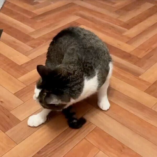 気分屋なことちゃん