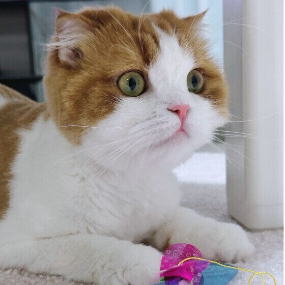 スコティッシュフォールドのさくらちゃん