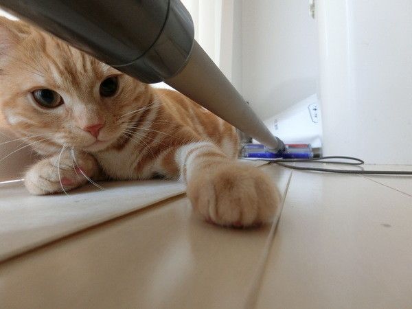 掃除機に猫パンチのペイくん