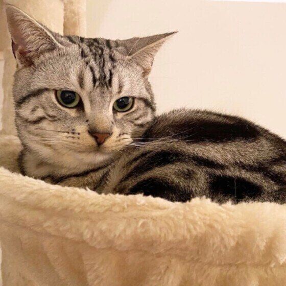 凛々しいお顔のアメリカンショートヘア