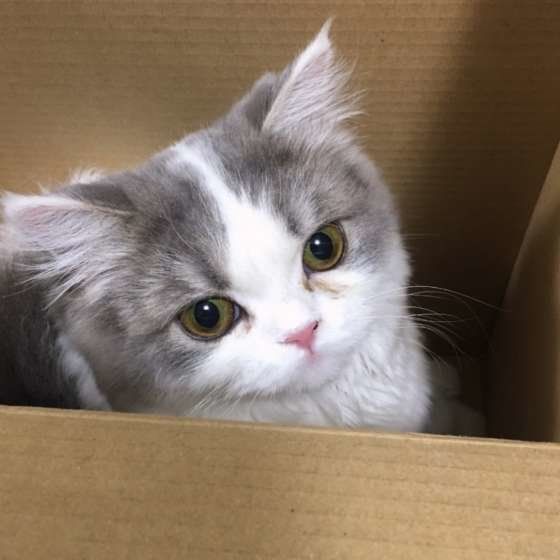 スコティッシュフォールド・ロングヘアのメイプルちゃん