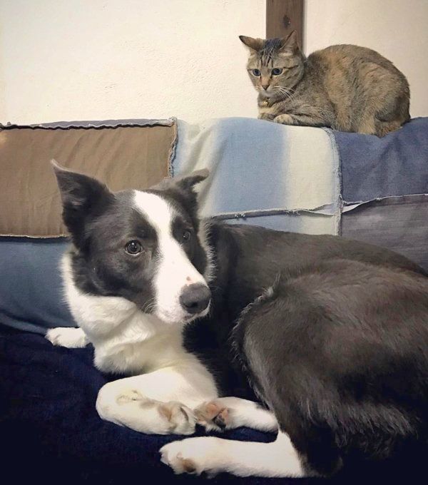 キジトラのクーちゃんとボーダーコリー・スムースコートのランディくん
