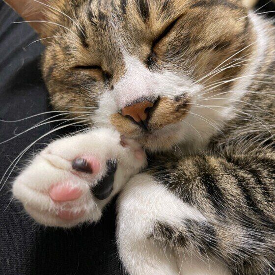 膝で眠るキジトラ猫