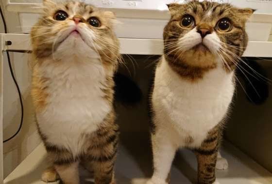 寄り添うスコティッシュフォールド