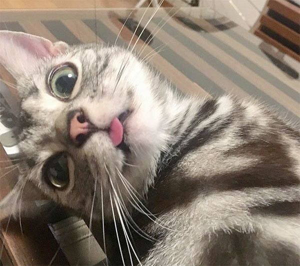 見つめるアメリカンショートヘア