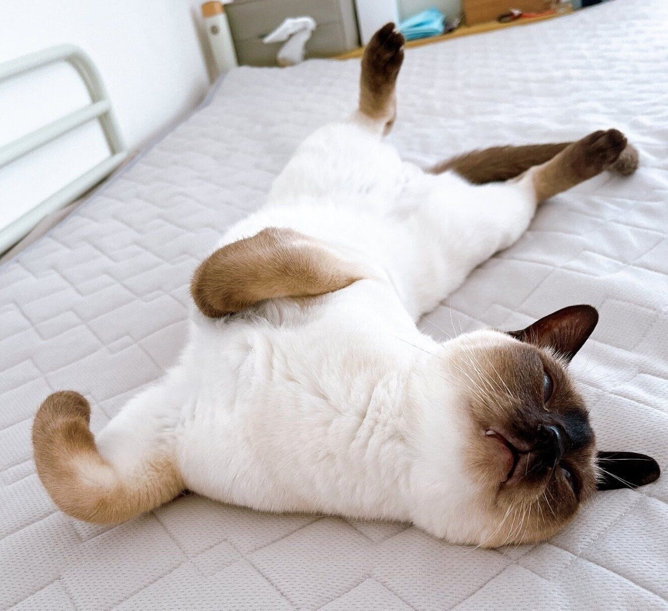 ホカホカのシーツの上で寝転がるたきちゃん