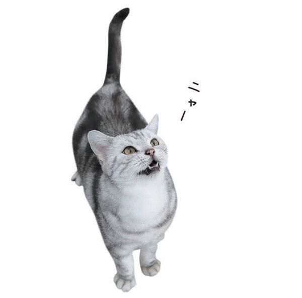 猫からのYESサインとは