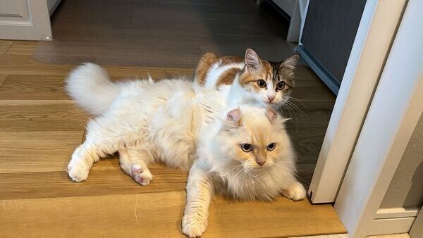 出待ちするおこめちゃん、うなぎちゃん