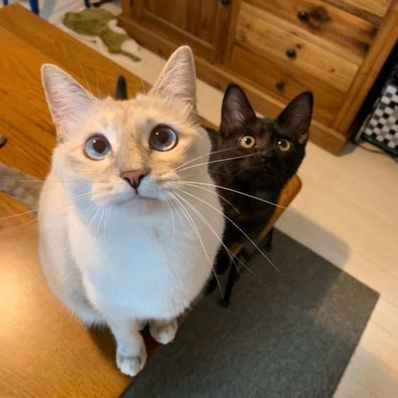 クルミちゃん　MIX　ミケ