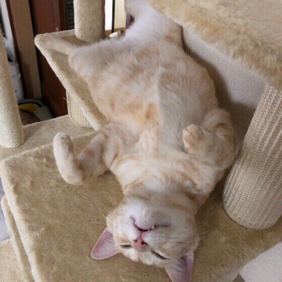 ヘソ天する茶トラ