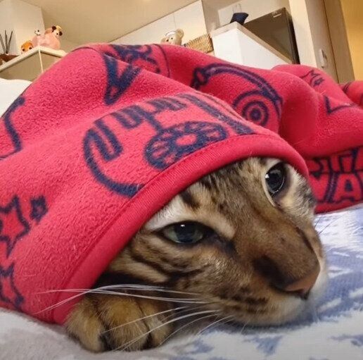 アザラシみたいなノアくん