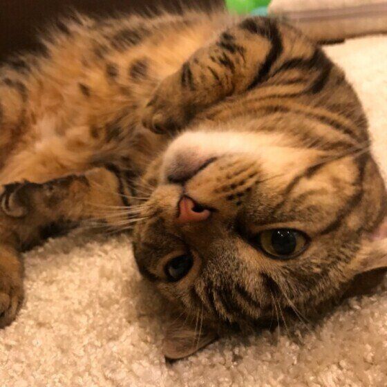 甘えるマンチカン