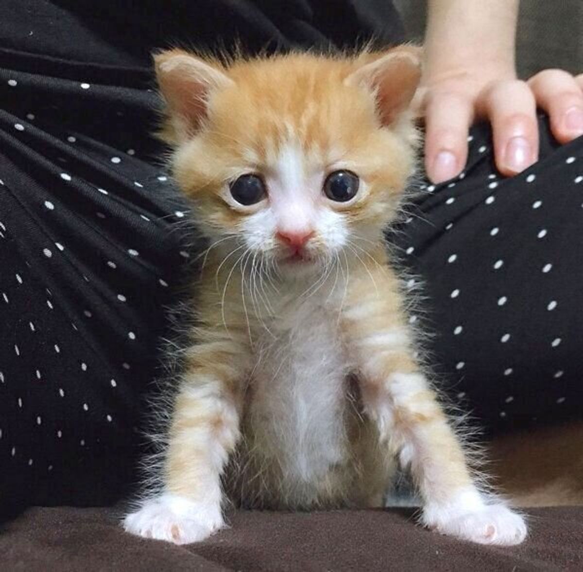 ゴミ捨てボックスに捨てられていた困り顔が可愛い子猫 1才になり 超困り顔 に 魅力に迫る ねこのきもちweb Magazine ゴミ捨てボックスに捨てられていた困り顔が可愛い子猫 1才になり 超困り顔 に 魅力に迫る ねこのきもちweb Magazine