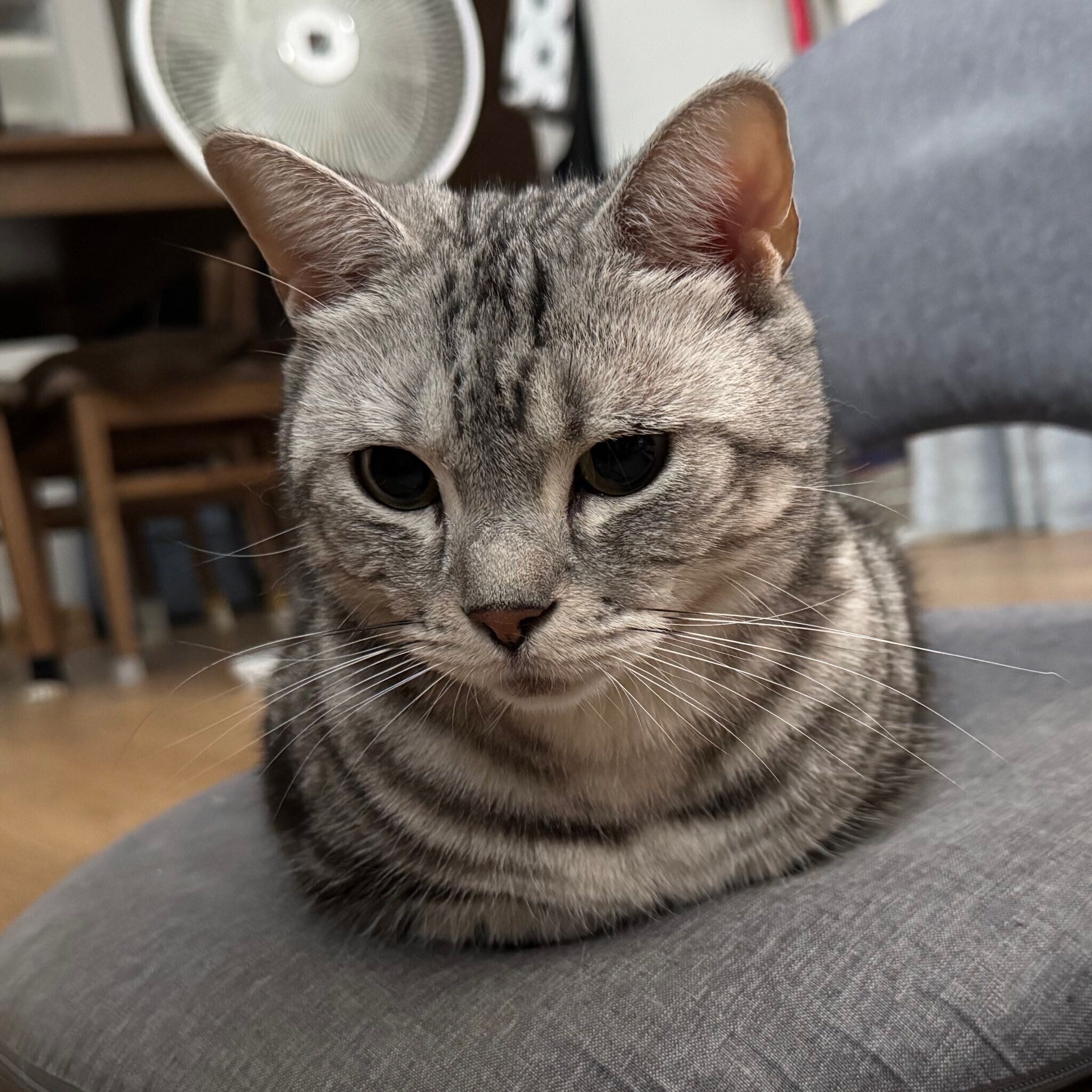 香箱座りをするアメリカンショートヘア