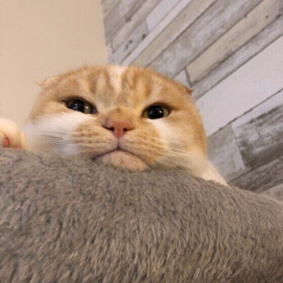 見つめるスコティッシュフォールド