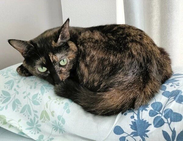 枕の上でくつろぐ月麦ちゃん。