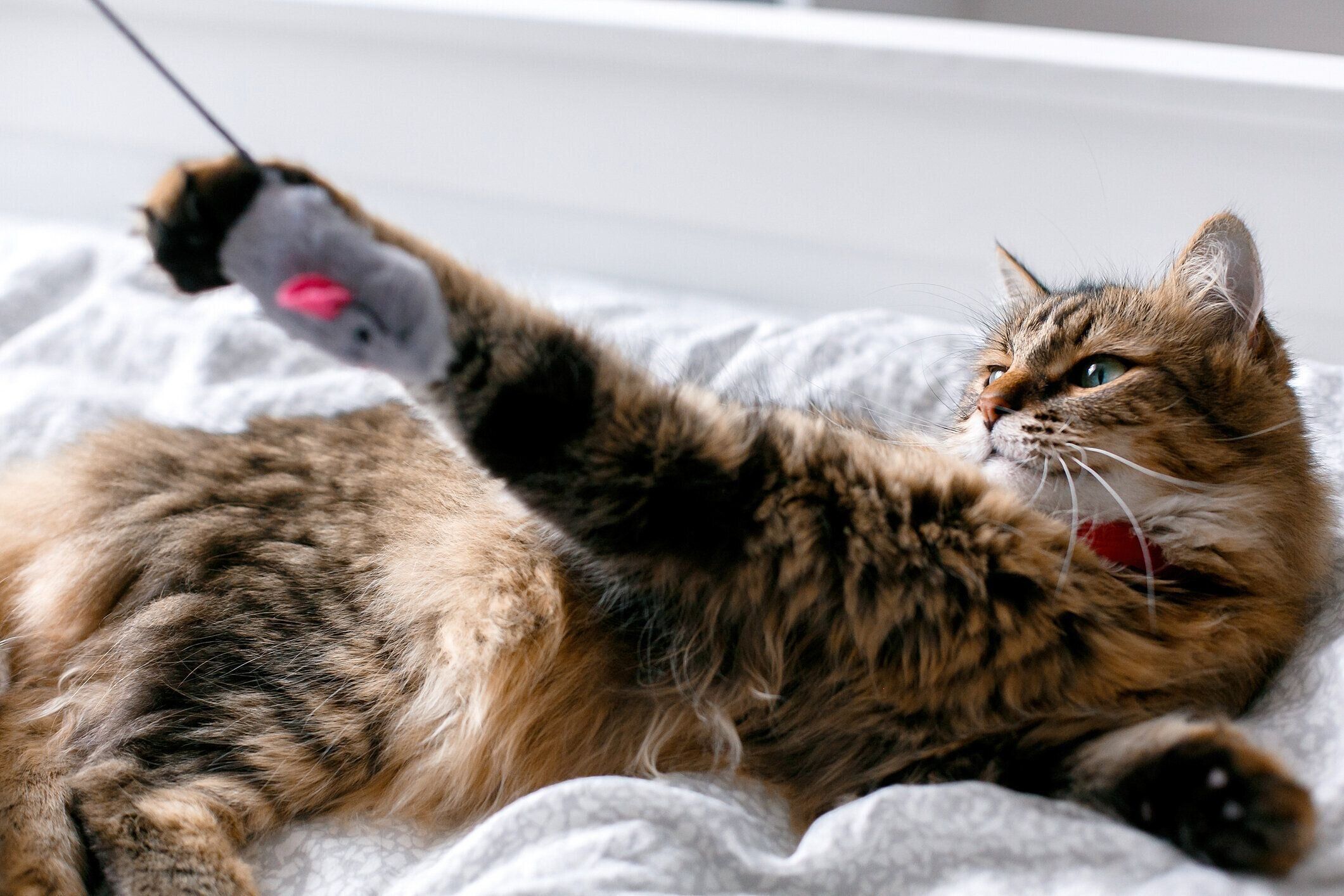 おもちゃで遊ぶメインクーン