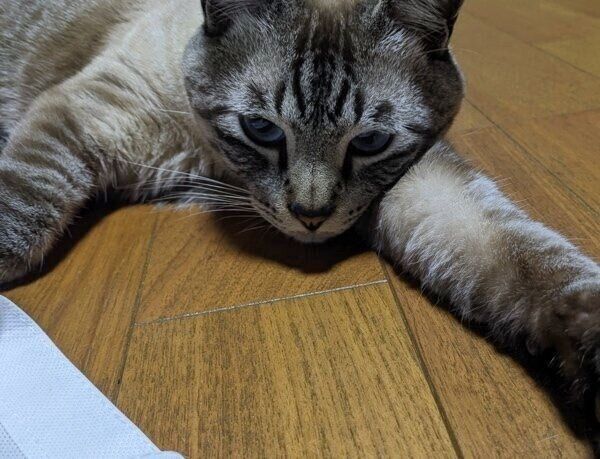 床暖房でぬくぬくのしらすくん