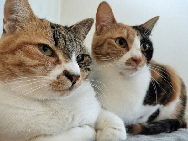 まったりするきなこちゃん、あんこちゃん