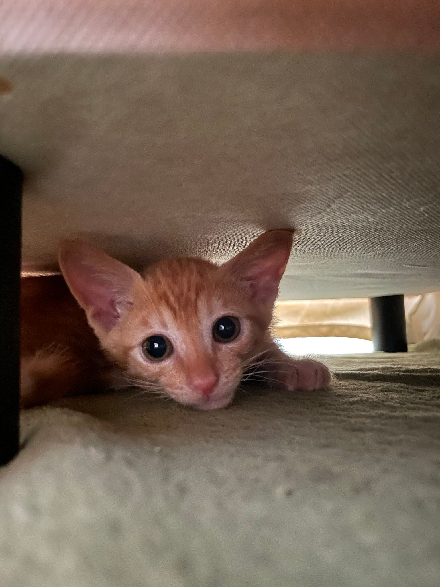 生後約3カ月の猫