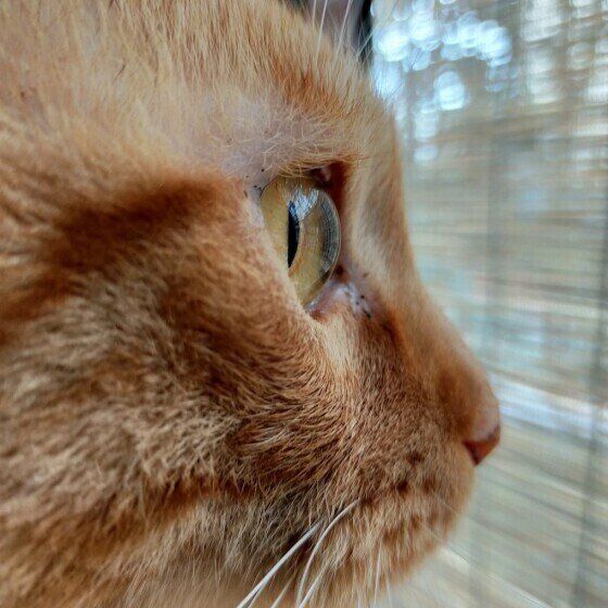 ムギコちゃん（MIX　茶トラ）